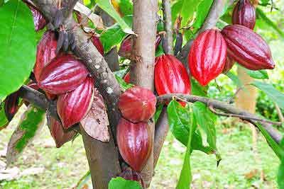 Les revers pour le 1er producteur mondial